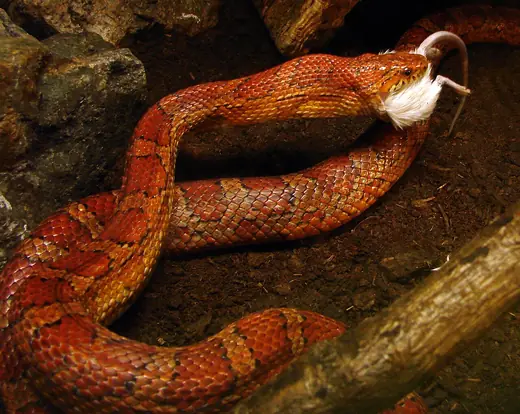 Corn snake, photo 1