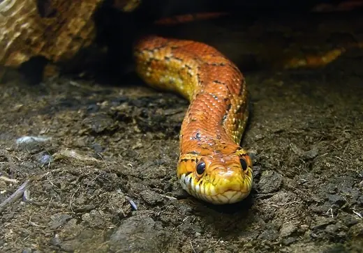 Corn snake, photo 2
