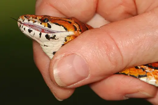 Corn snake, photo 3