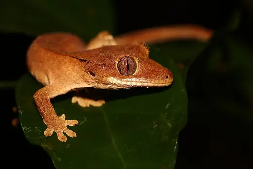 Crested gecko, photo 1 of 3