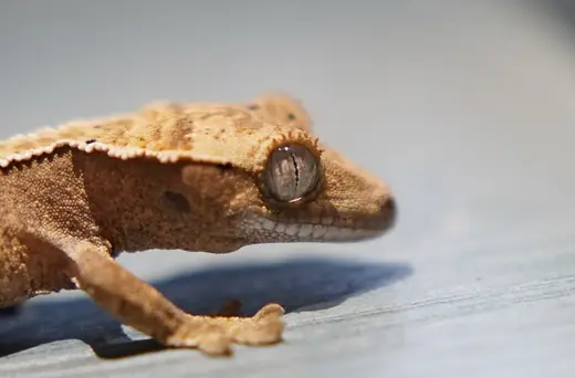 Crested gecko, photo 2 of 3