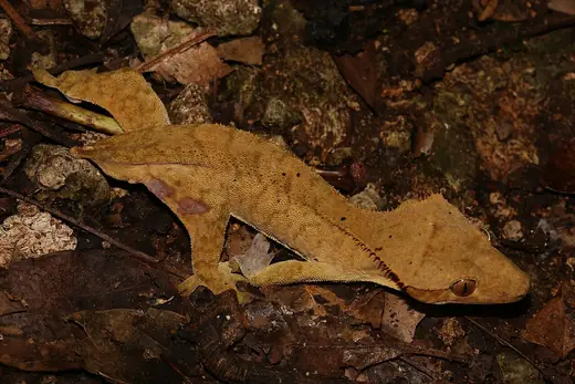 Crested gecko, photo 3 of 3