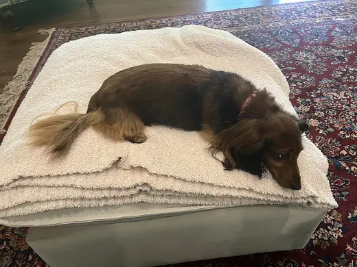 Dachshund, photo 1 of 3
