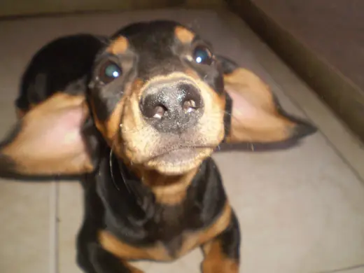 Dachshund, photo 2 of 3