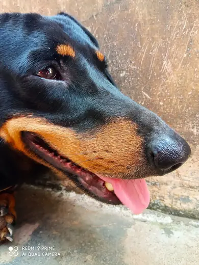 Dachshund, photo 3 of 3