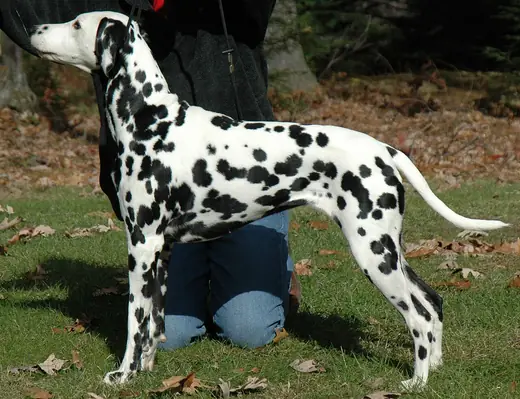 Dalmatian, photo 1 of 3