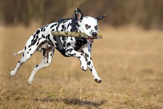Dalmatian, photo 2 of 3