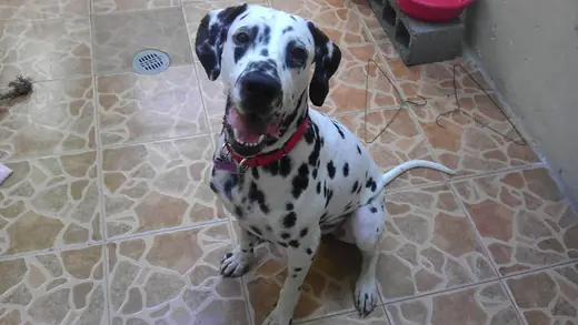 Dalmatian, photo 3 of 3