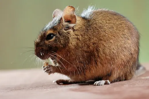 Degu, photo 1 of 3