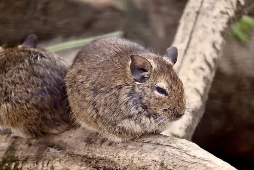 Degu, photo 2 of 3