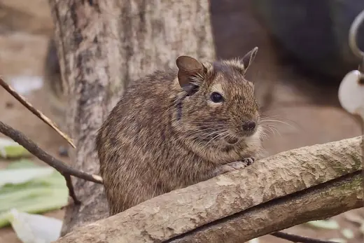 Degu, photo 3 of 3