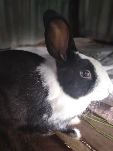 Dutch rabbit, photo 1 of 3