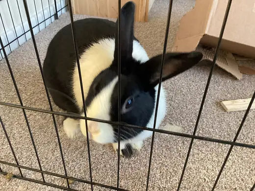 Dutch rabbit, photo 2 of 3