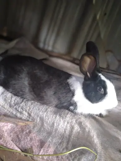 Dutch rabbit, photo 3 of 3