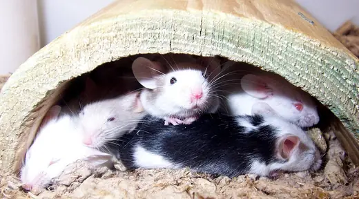 Fancy mouse, photo 1 of 3