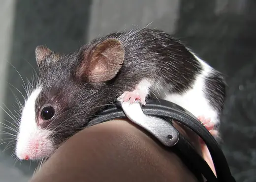 Fancy mouse, photo 2 of 3