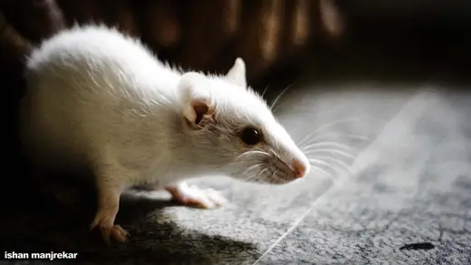 Fancy mouse, photo 3 of 3