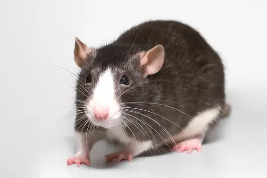 Fancy rat, photo 1 of 3