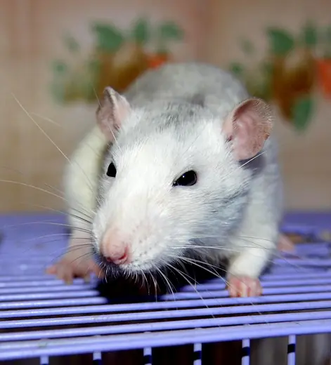 Fancy rat, photo 2 of 3