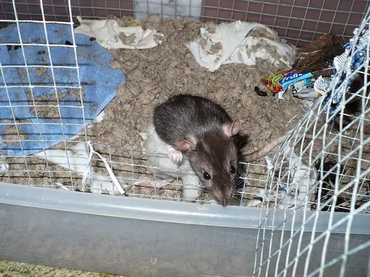 Fancy rat, photo 3 of 3