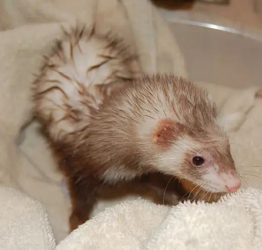 Ferret, photo 1 of 3