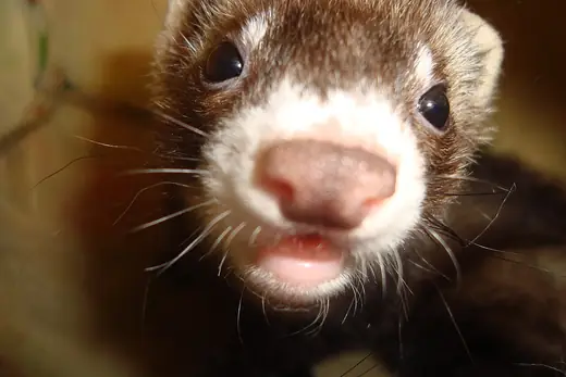 Ferret, photo 2 of 3