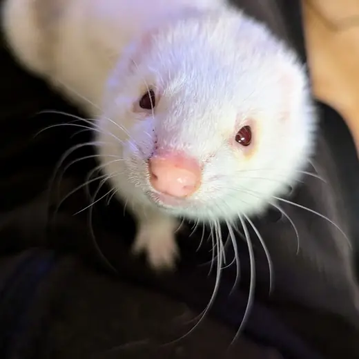 Ferret, photo 3 of 3