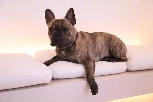 French bulldog, photo 1 of 3