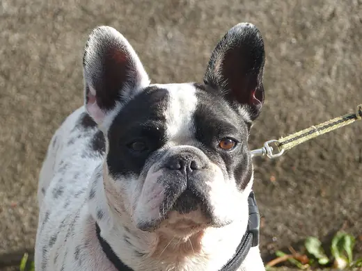 French bulldog, photo 2 of 3