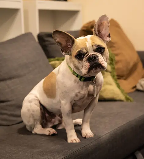 French bulldog, photo 3 of 3