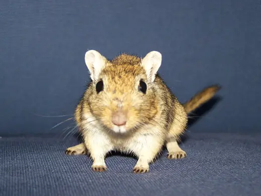 Mongolian gerbil, photo 1 of 3