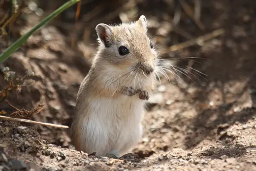 Mongolian gerbil, photo 2 of 3