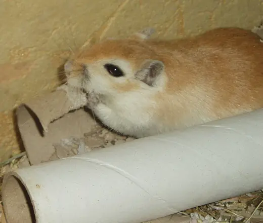 Mongolian gerbil, photo 3 of 3