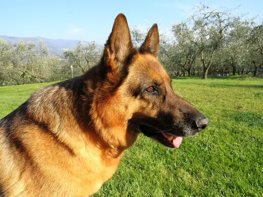 German shepherd, photo 1 of 3