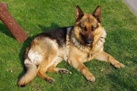 German shepherd, photo 2 of 3