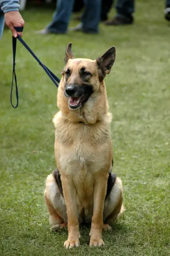 German shepherd, photo 3 of 3