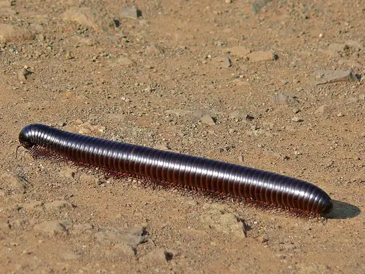 Giant African millipede, photo 1 of 3