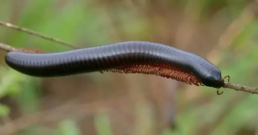 Giant African millipede, photo 2 of 3