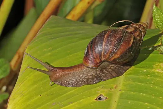 Giant African land snail, photo 1 of 3