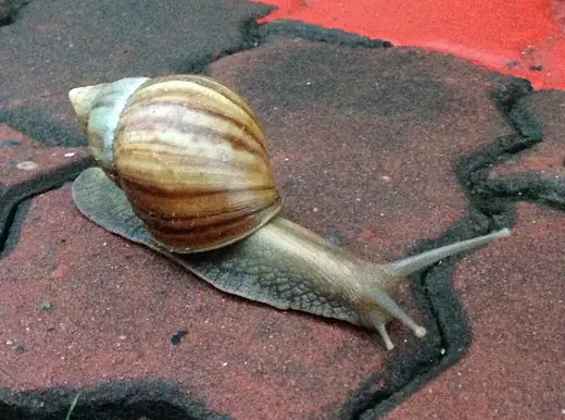 Giant African land snail, photo 3 of 3