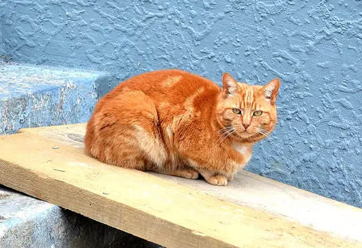 Ginger tom, photo 1 of 3
