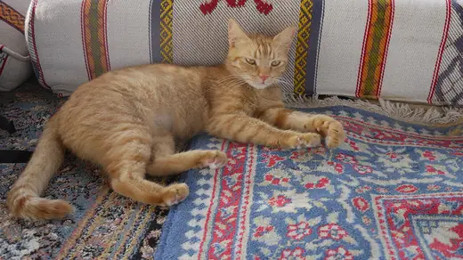 Ginger tom, photo 2 of 3