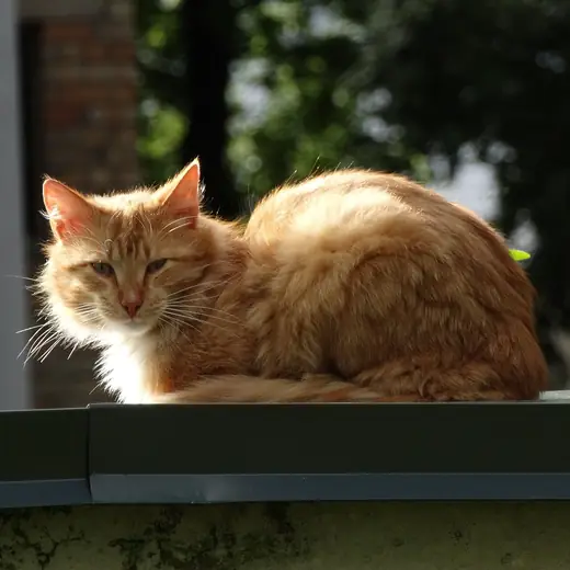 Ginger tom, photo 3 of 3