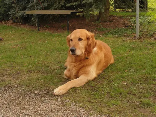 Golden retriever, photo 1 of 3