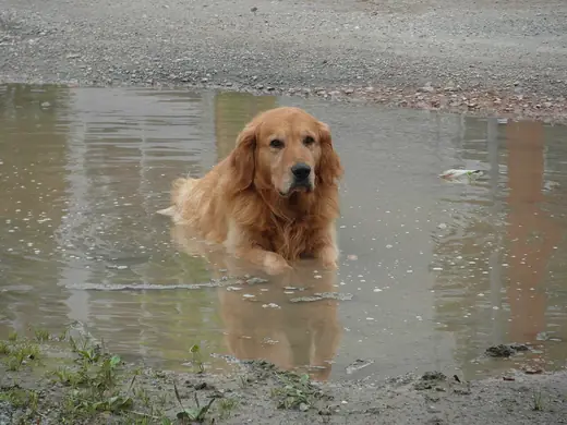 Golden retriever, photo 2 of 3