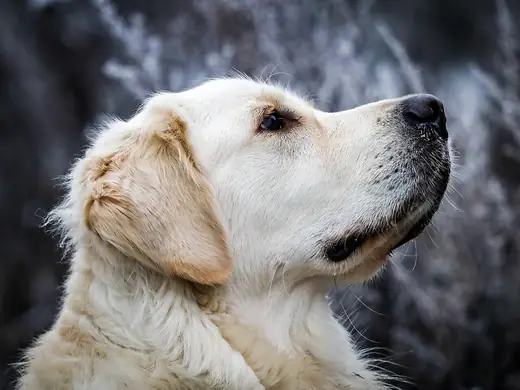 Golden retriever, photo 3 of 3