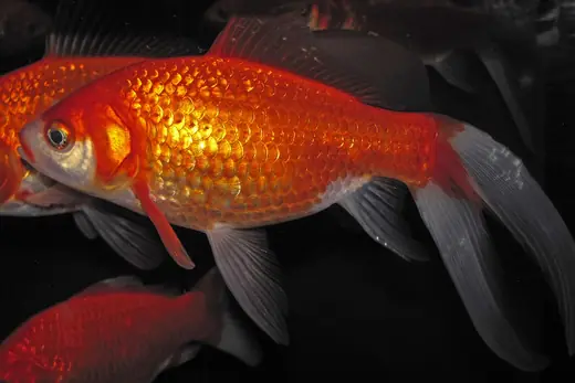 Goldfish, photo 1 of 3