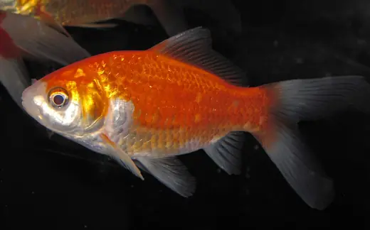 Goldfish, photo 2 of 3