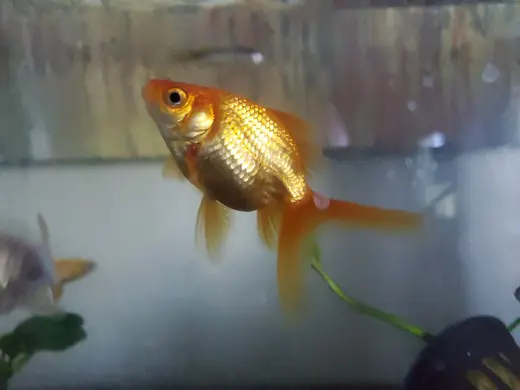 Goldfish, photo 3 of 3