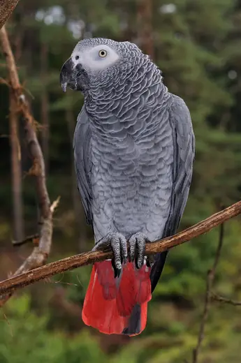 African grey parrot, photo 1 of 3